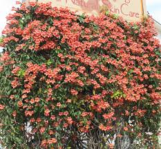 1 Bignonia "Tangerine Beauty" Crossvine Rooted Starter Plant | Bignonia capreolata | Fast-Growing Vine for Garden & Trellises