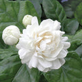 2 Grand Duke Jasmine Plants | Jasminum Sambac Bareroot Plugs 3-5" | Super Fragrant Arabian Jasmine | Live Flowering Shrub