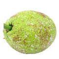 Breadfruit️