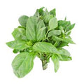 Organic Basil Package️