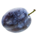 Empress Plum️