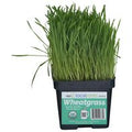 Local Roots Wheatgrass️