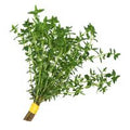 Meyer Farms Thyme️