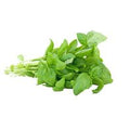 Thai Sweet Basil️