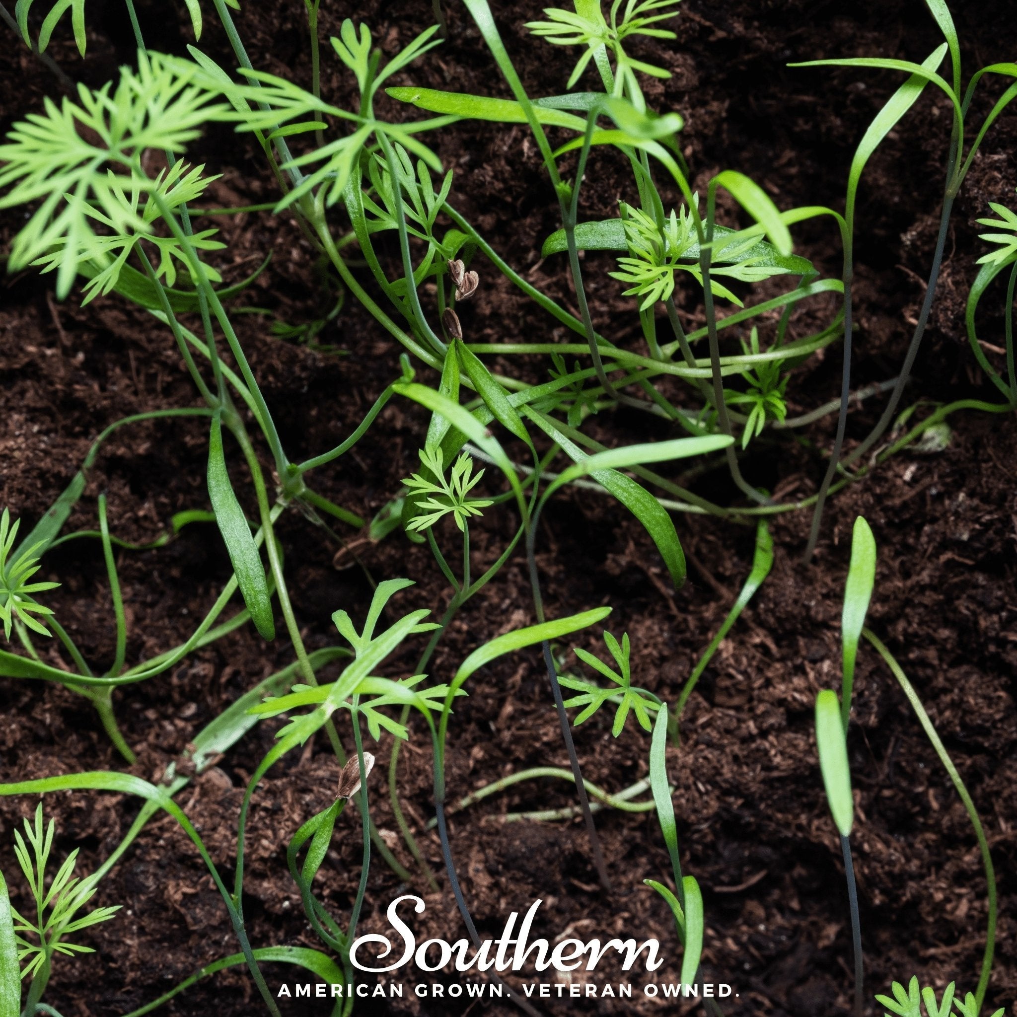Dill Microgreen – 8 grams