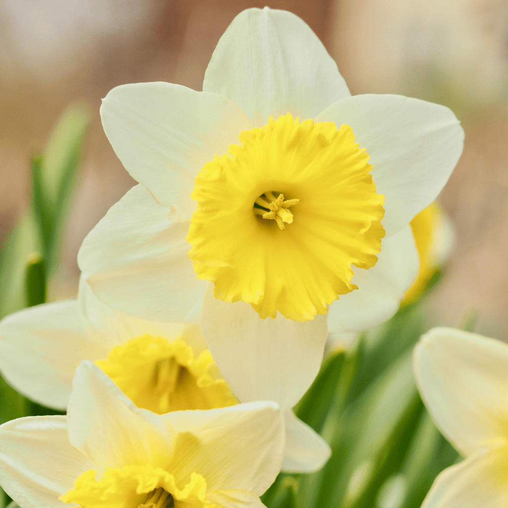 Mini Daffodil Bulbs