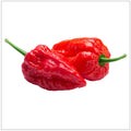 Naga Jolokia Pepper