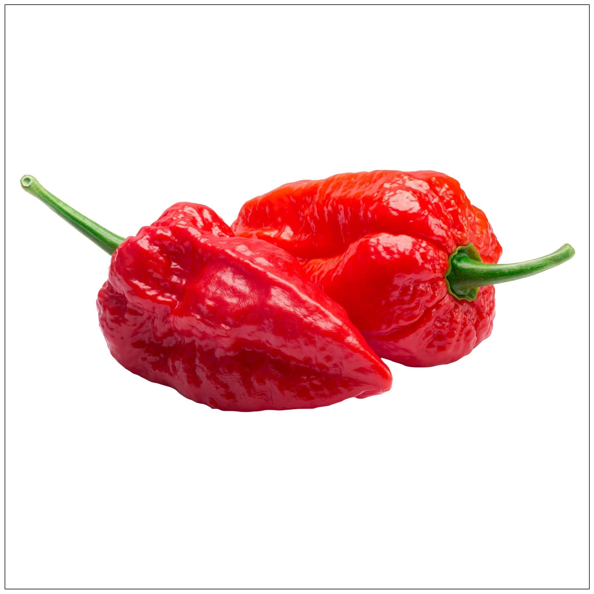 Naga Jolokia Pepper