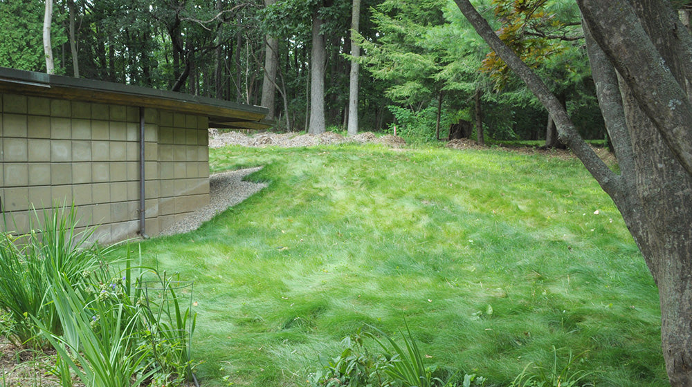 EcoSeed - The No Maintenance Lawn, Fine Fescue Lawn Mix, Eco-Friendly Grass