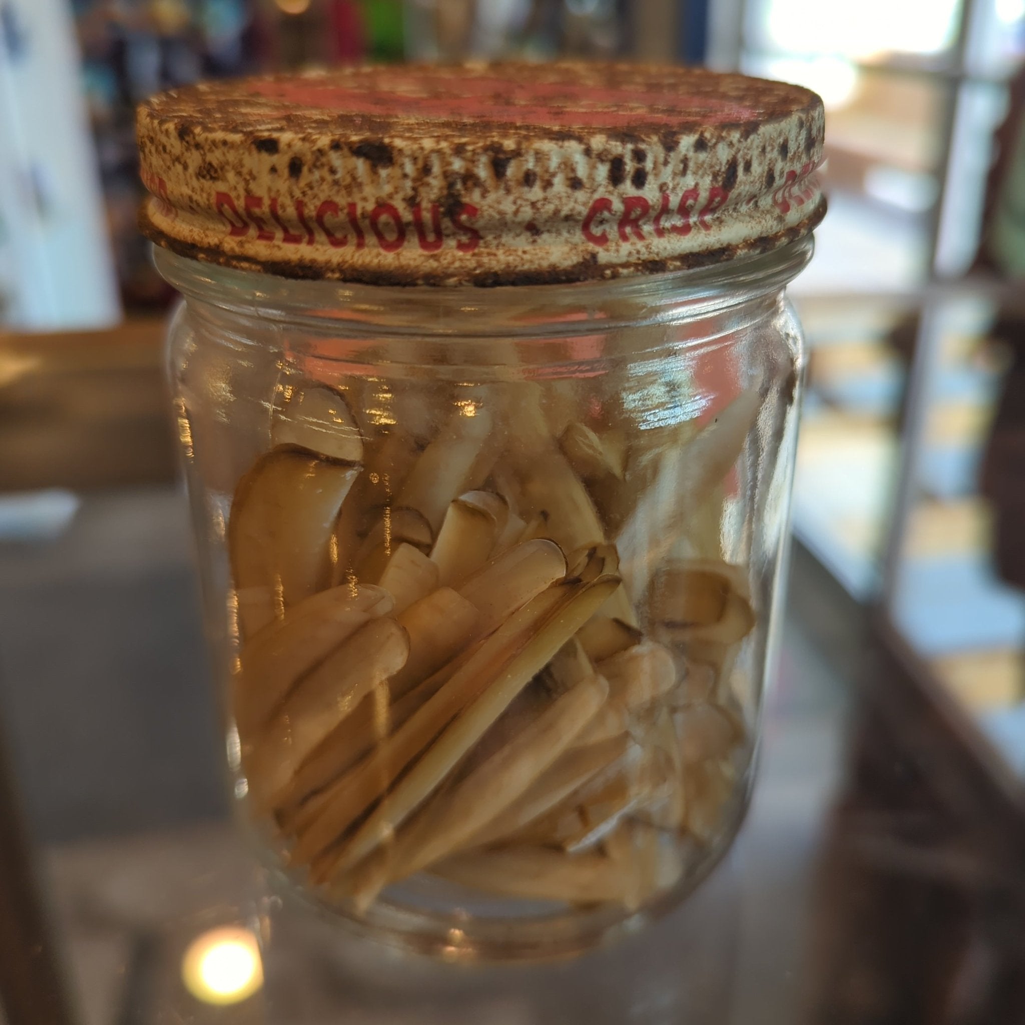 Razor Clam Shells