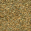 Rye Berry