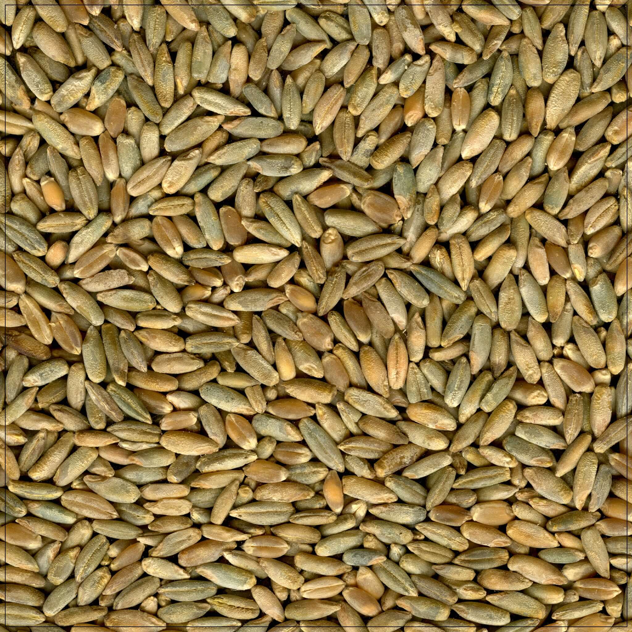 Rye Berry