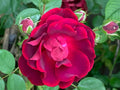 Red Rose Cuttings - 5 Pack - Ready to Plant and Root - Rosa spp.