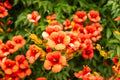 Rare Orange Hummingbird Bush Seeds - 25 Non-GMO Seeds - Orange Trumpet Vine (Tecoma capensis)