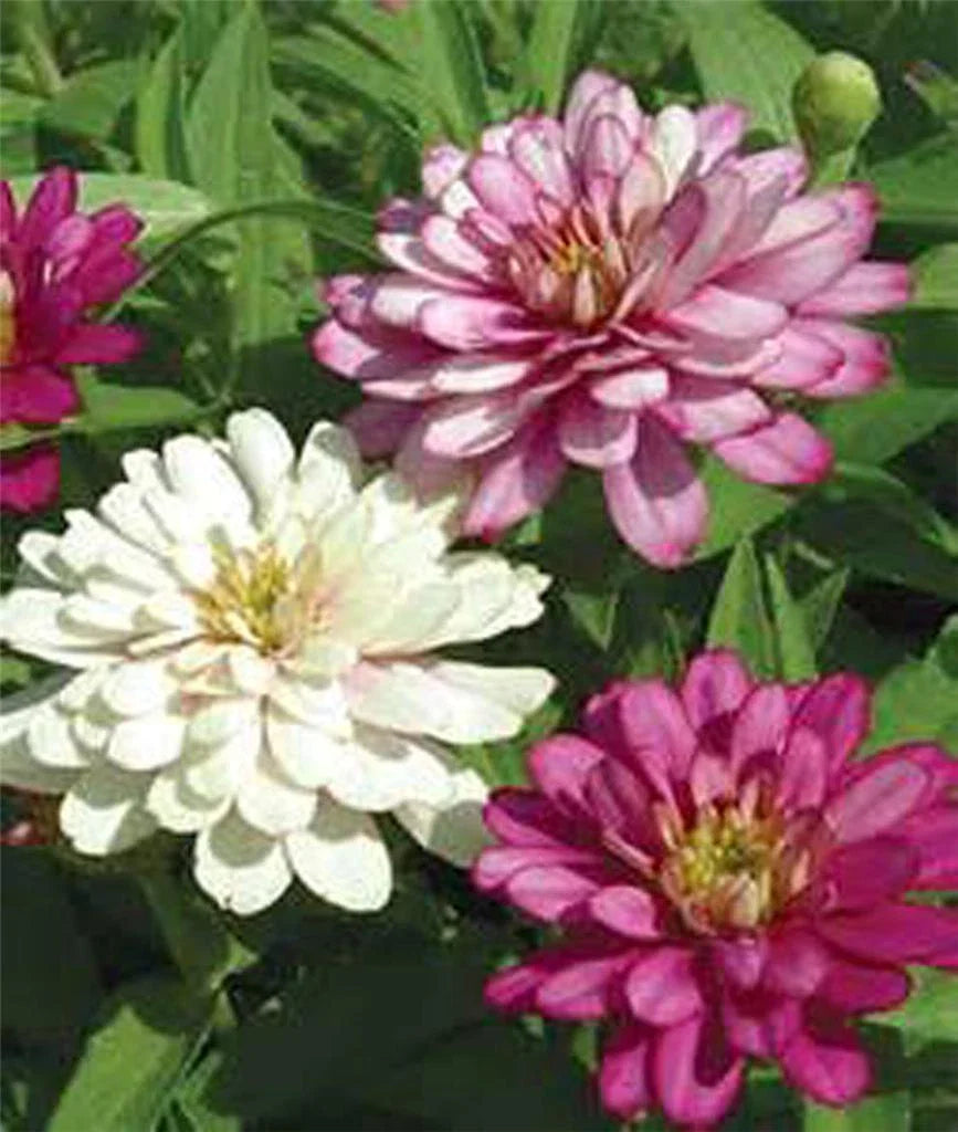Zinnia Seeds 50+ Count | Exquisite Bright Colors | Zinnia elegans