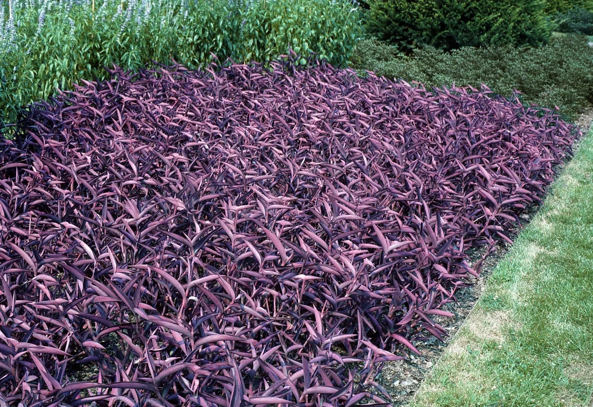 10 Live Purple Heart Wandering Tradescantia Pallida Purpurea Plants - Easy Care Indoor Houseplants for Home Decor