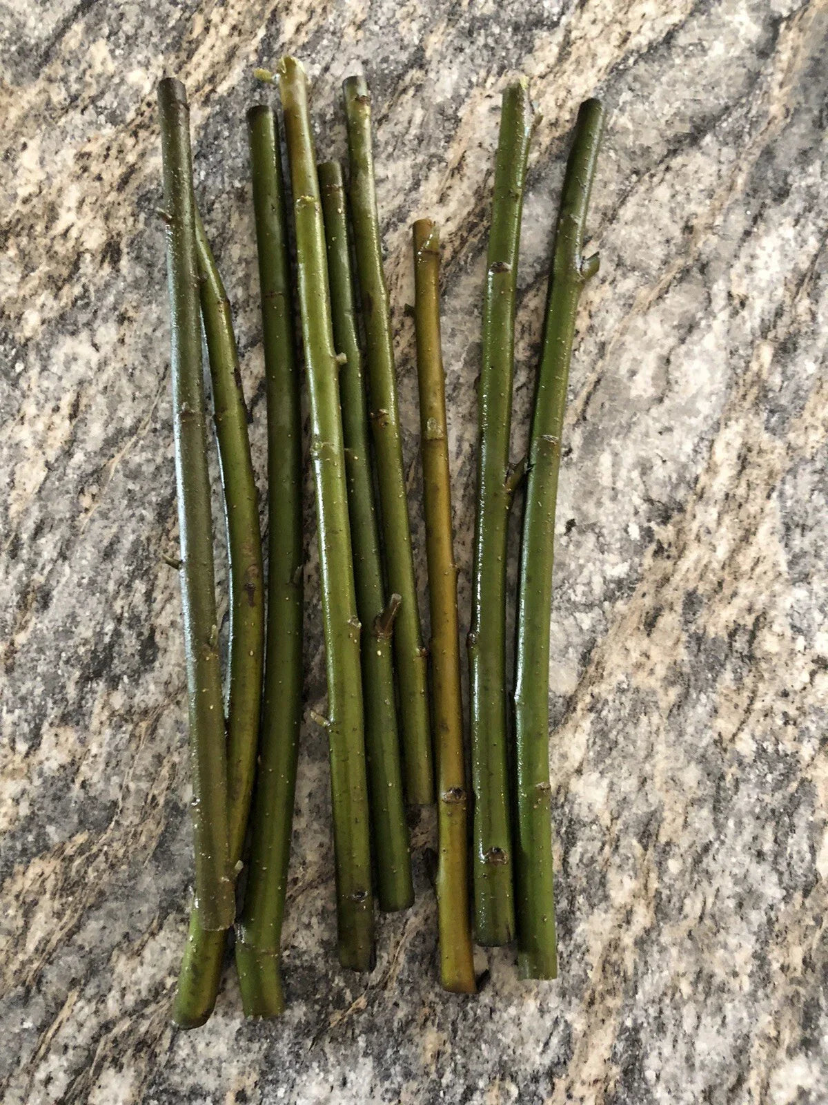100 Austree Hybrid Willow Tree Cuttings | Unrooted Live Stems | Fast-Growing Privacy Fence | Windbreak | Shade | Salix × matsudana x alba