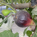 Fresh Petite Negri Fig Cuttings, 2 Cuttings, Dwarf Fig Tree, Ficus carica, Ideal for Zones 8 to 10