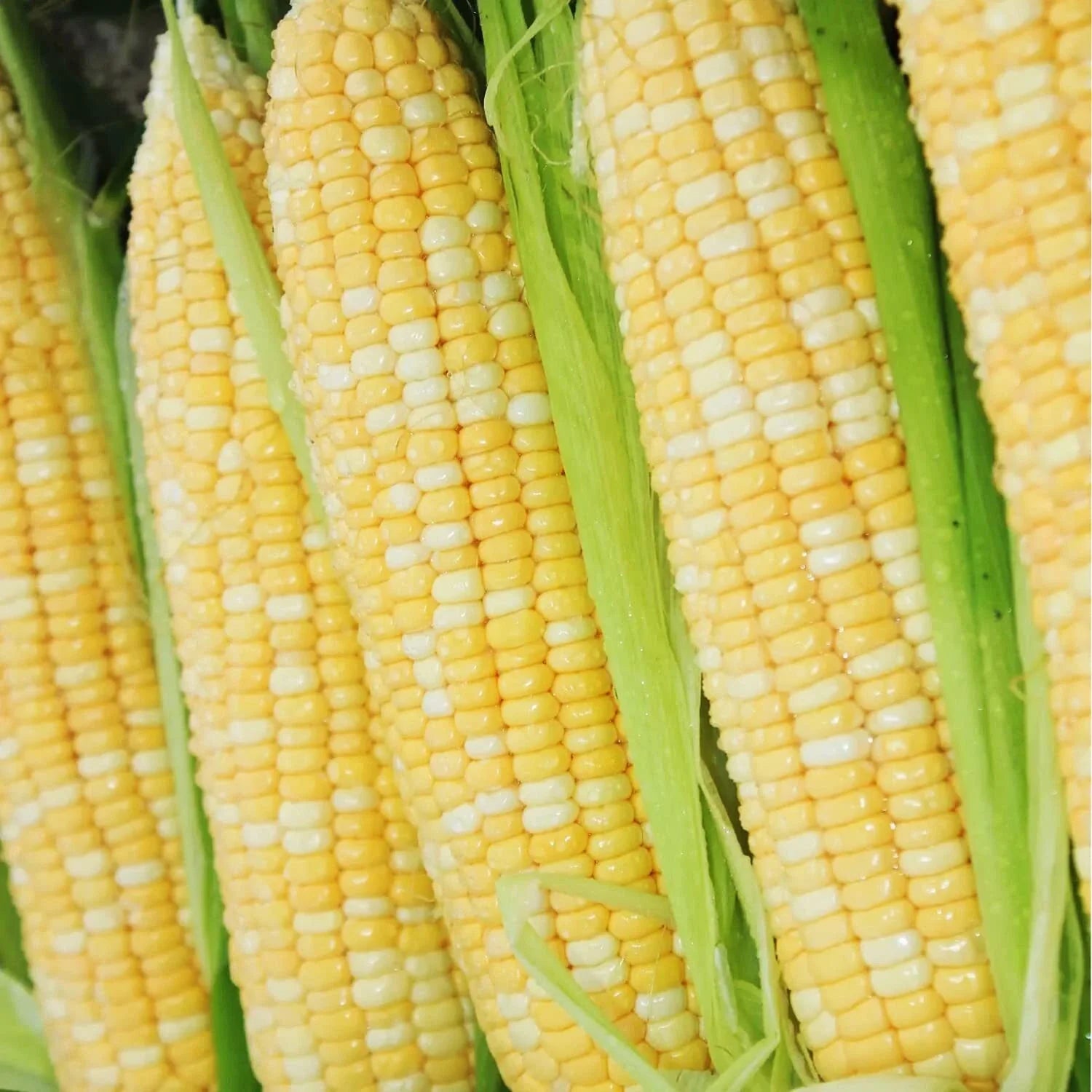 "200 pcs Peaches and Cream Bi-Color Sweet Corn Seeds, Non-GMO Heirloom Variety, Zea mays"