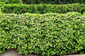 English Ivy Roots - 5 Live Plants - Green Ground Cover - Hedera helix - Ideal for Pots & Patios
