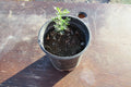 Desert Ironwood Tree - Well Rooted Olneya Tesota Bonsai - Perfect for Indoor Gardening or Landscaping