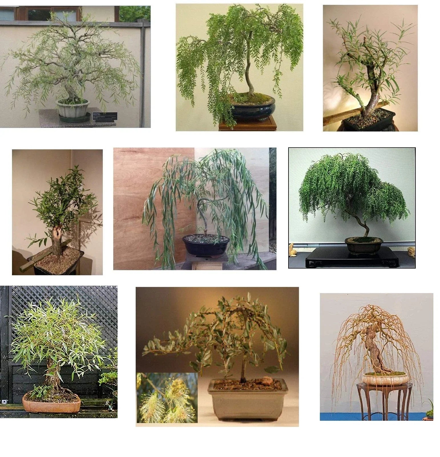 Ultimate Bonsai Bundle - 9 Types of Exotic Willow - Salix spp. - Ideal for Indoor/Outdoor Growing