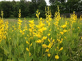 Yellow False Indigo Seeds 30 Count - Baptisia sphaerocarpa - Non-Stratified, Garden Plant, Perennial Wildflower Seeds