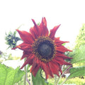 Red Sun Sunflower Seeds - 25+ Heirloom Non-GMO Fresh Seeds - Helianthus annuus - Rare Variety for Garden Planting
