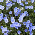 Blue Flax Wildflower Seeds 1/4 Lb Mylar Packet - Linum lewisii - Everwilde Farms