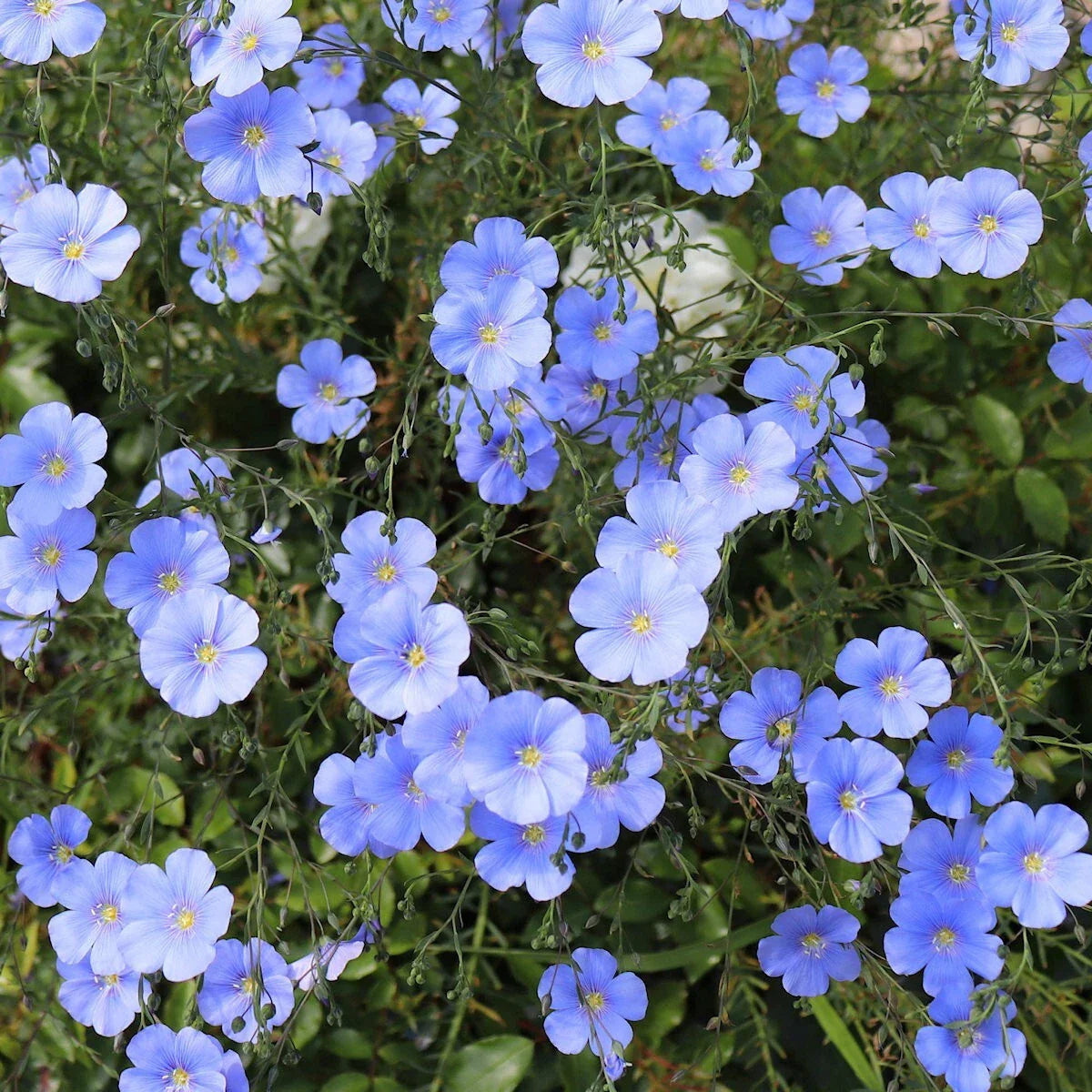 Blue Flax Wildflower Seeds 1/4 Lb Mylar Packet - Linum lewisii - Everwilde Farms