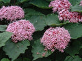 Pink Clerodendrum Cuttings with Roots - 3 Count - Tropical Houseplant Cuttings - Clerodendrum thomsoniae