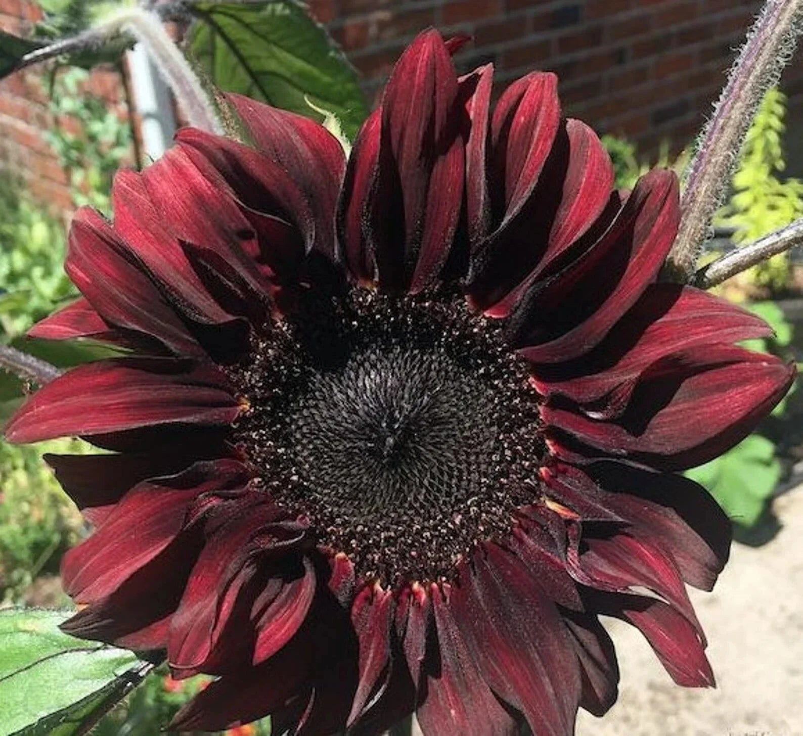 Chocolate Cherry Sunflower Seeds 50pcs Pack - Red Brown Flowers for Summer Garden - Helianthus annuus