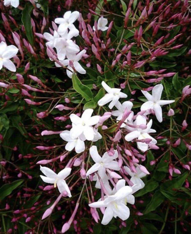 Pink Star Jasmine Cuttings - 16 Rooting Cuttings for Planting - Trachelospermum jasminoides