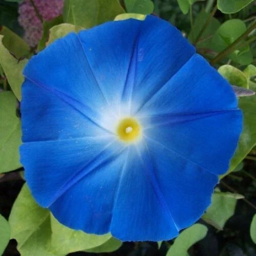 Heavenly Blue Morning Glory Seeds | Giant 5" Blue Flowers | Ipomoea tricolor