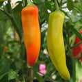 Hungarian Wax Hot Pepper Seeds, Non-GMO, Hot Banana Pepper, Variety Sizes, Capsicum annuum