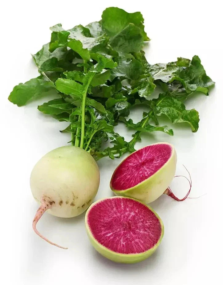 Watermelon Radish Seeds - 100+ Pack - Non-GMO Heirloom Organic - Raphanus sativus