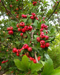 Live Heirloom Mayhaw Fruit Tree Plug Seedling - May Haw Apple Hawthorn Tree (Crataegus opaca)
