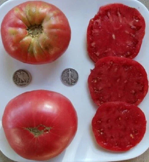 Heirloom Beefsteak Rose Seeds - Huge Pink Variety - 25 Seeds - Fresh From 2024 - Perfect for Gardeners