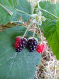 California Blackberry Live Plants - Bare Root Organic Natural Food - Rich in Vitamin C - Rubus ursinus