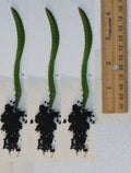 Rooted Yellow Dragon Fruit Seedlings - 4 Inch Cactus Plants (Hylocereus undatus) - Tropical Fruit Garden Starter