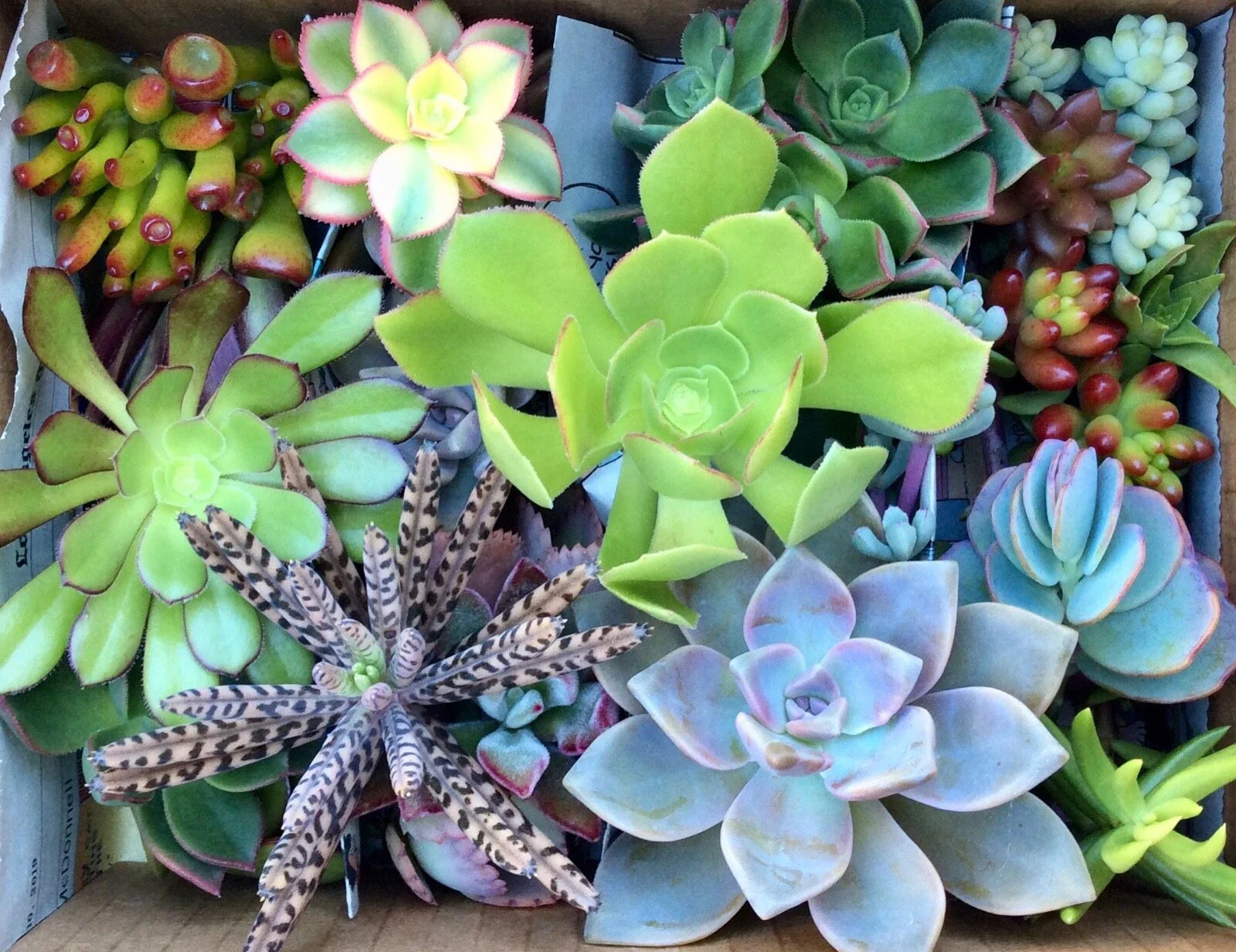 Assorted Succulent Cuttings - 35 Pieces, Variety of Colors & Sizes, Ideal for Arrangements, Perfect for Plant Lovers