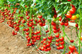 Early Cascade Tomato Seeds - Organic Heirloom - NON-GMO - 10+ Seeds - Rare Variety - Solanum lycopersicum