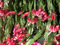 Christmas Cactus Cuttings 6 Fresh Segments Schlumbergera Buckleyi Old Fashion Green House Plant
