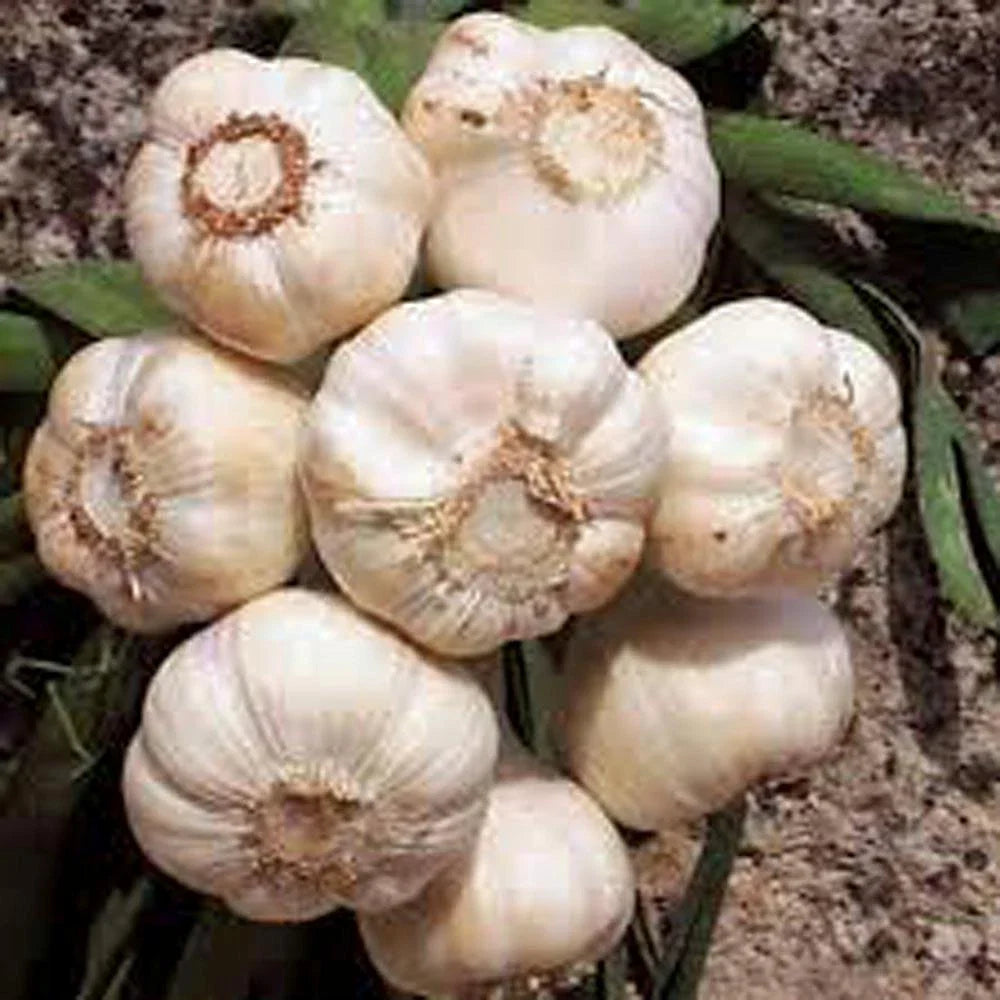 Fresh California Softneck Garlic Bulb - 9 Ounces for Planting & Growing - Allium sativum