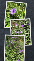 Live Bare Rooted Mexican Petunia Plants - 5 Pack (Ruellia simplex) - Hardy Perennial Flowering Plants for Garden