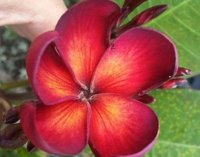 1 Jamaican Fire Plumeria Cutting | Tropical Flowering Plant | Frangipani Variety - Perfect for Gardens