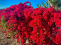 Bougainvillea Plant 5-10" Tall White Bracts 4" Pot Drought-Tolerant San Diego Bougainvillea