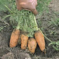 Carrot Seeds - Danvers Half Long Heirloom, Non-GMO, 50+ Seeds, Organic Vegetable Gardening - Daucus carota
