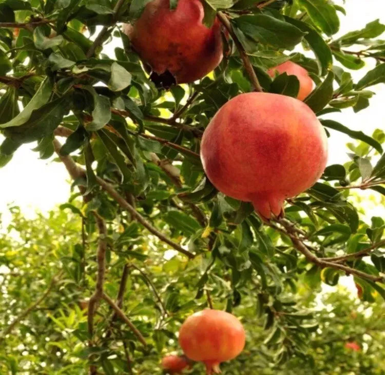 Pomegranate Tree - 2 Live Fruit Plants - Easy Care - Punica granatum
