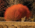 Red Flame Willow Trees - 3 ft - Vibrant Red Foliage - Salix and Burning Bush - Fast Growing Ornamental Shrubs